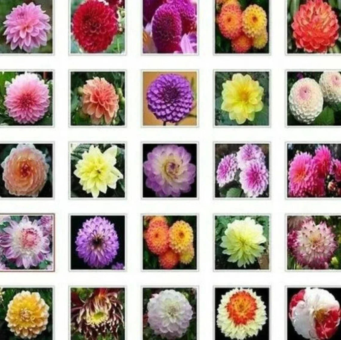Dahlia Flower Seeds - 20PCS Mix Color - Perennial Garden Bulbs - Dahlia pinnata - Easy to Grow, Attracts Pollinators