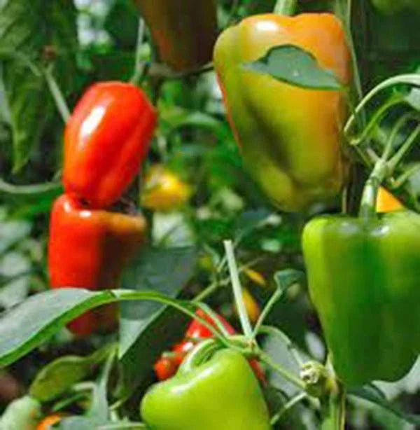 Bell Pepper Seeds - California Wonder Heirloom, Pack of 500+, Large Sweet Fruits, Capsicum annuum, Non-GMO, Full Sun