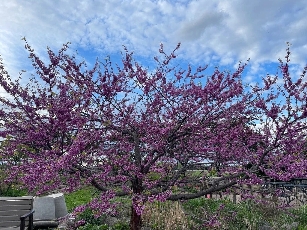 Eastern Redbud Tree Seeds - 100+ Pink Flowers Cercis canadensis for Garden, Landscape & Pollinator Attracting