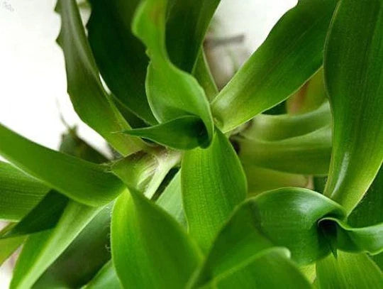 Callisia fragrans "Family Doctor" Indoor Houseplant - Easy Care Basket Chain, Wandering Jew, Green Variegated Foliage