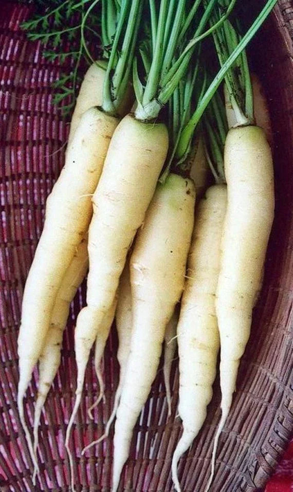 Snow White Carrot Seeds - Non-GMO, Heirloom Daucus carota, Colorful Root Vegetable, Beta-Carotene Rich, Seed Packet