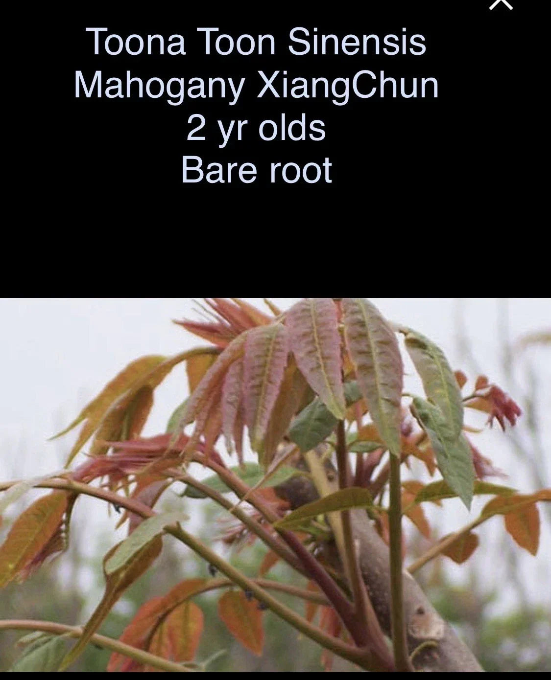 Toona Sinensis Mahogany XiangChun Bare Root Tree - Fast Growing Chinese Mahogany, Ornamental Landscape Plant