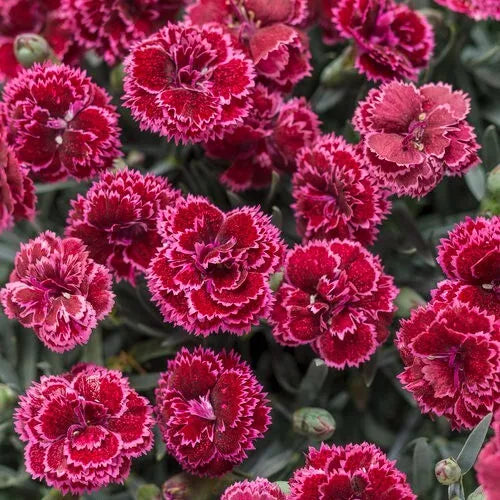 Black Cherry Carnation Seeds - 100 Perennial Seeds - Dianthus caryophyllus - Fragrant Dark Red Flowers for Garden Planting