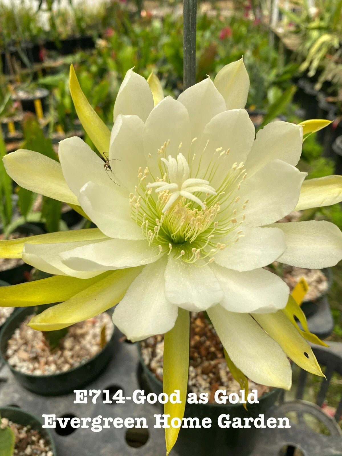 Epiphyllum Orchid Cactus Plant “Good As Gold” in 4” Pot | Rooted Succulent for Indoor Gardening & Decor