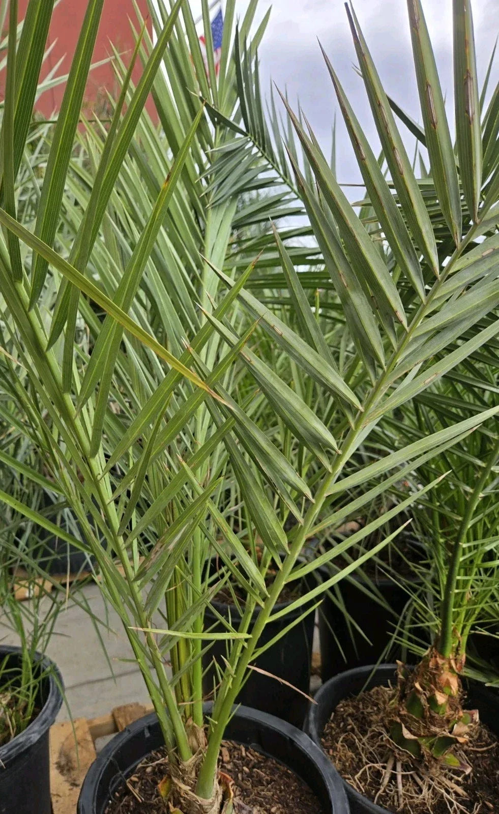 Medjool Date Palm Tree in 7-Gallon Pot | Phoenix Dactylifera Indoor Outdoor Plant | Drought-Tolerant Tropical Tree