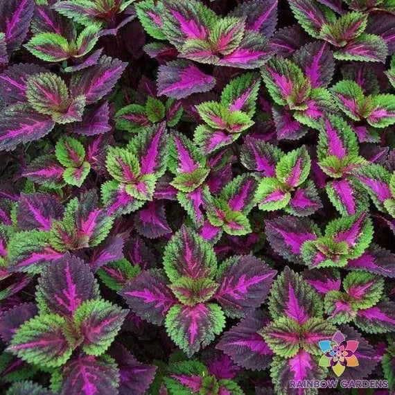 Coleus Seeds 25+ Pack - Purple Green Foliage - Plectranthus scutellarioides - Garden, Container, Border Planting