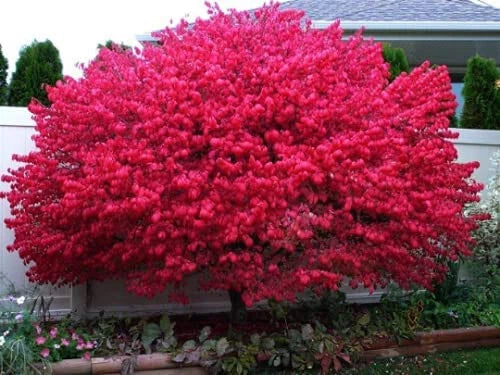 Dwarf Burning Bush Bare Root Plants 10 Pack Euonymus alatus 'Compactus' Compact Red Foliage Landscape Shrubs