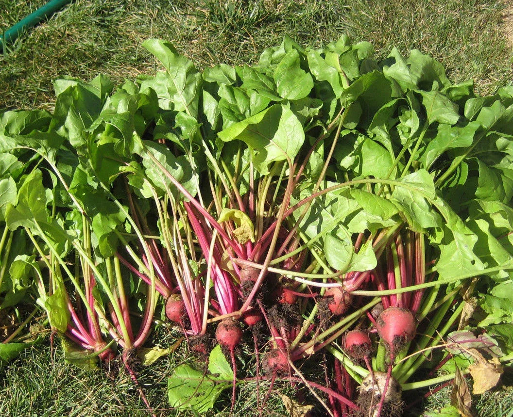 Early Wonder Tall Top Beet Seeds - 50 Non-GMO Beta vulgaris for Juicing, Salad Greens, Baby Beets, Garden Planting, Full Sun