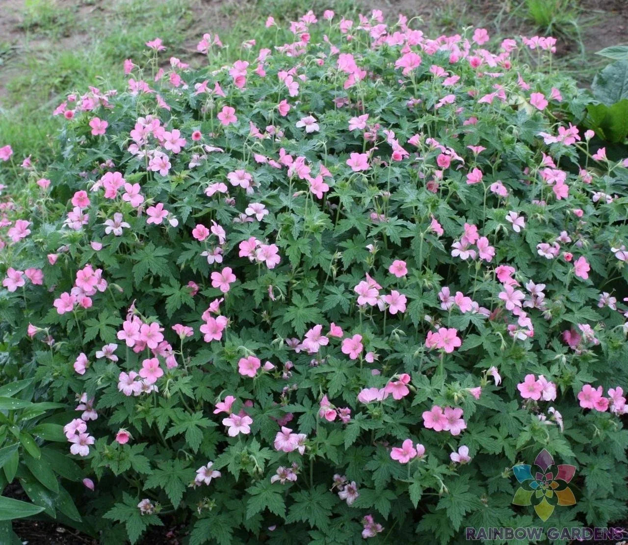 25+ Wageningen Geranium Seeds - Pelargonium x hortorum Flowering Annual for Garden Beds & Containers, Vibrant Colors, Non-GMO