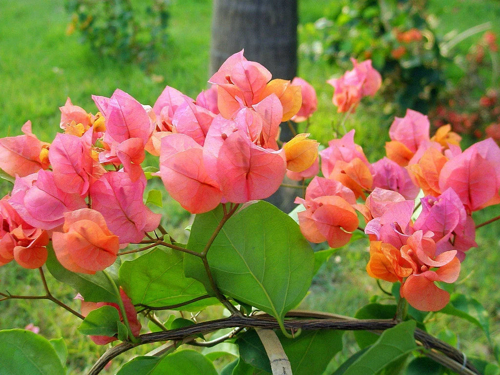 Bougainvillea Starter Plant - Afterglow Variety - Well Rooted Bougainvillea spp. for Vibrant Garden Color