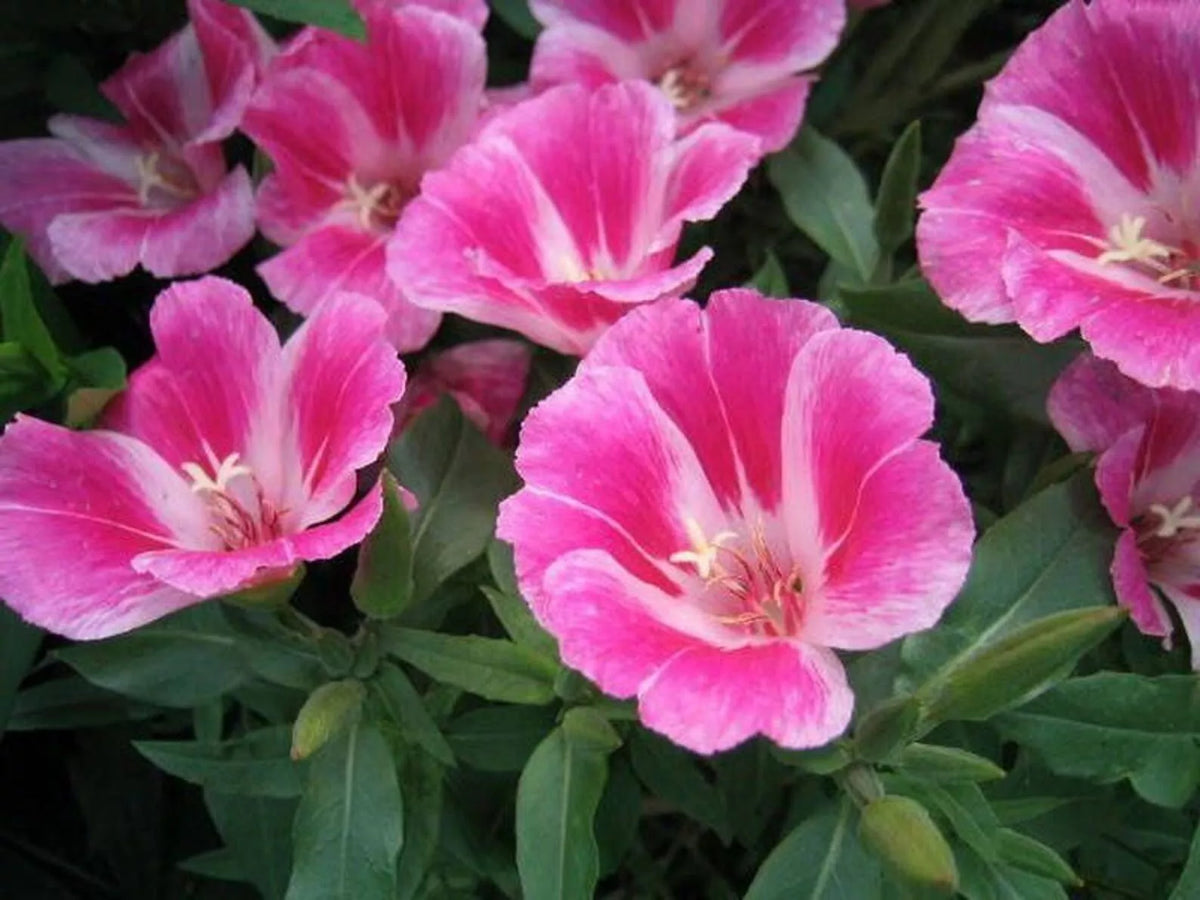 Clarkia Farewell to Spring Seeds - 300+ Godetia Amoena Annual Flower Seeds - Pink, White, Purple, Red - USA Grown