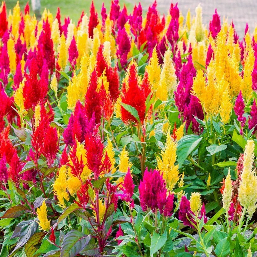 Pampas Plume Mix Celosia Seeds - Rainbow Colors, Annual Flower, Celosia argentea var. plumosa, Vibrant Summer Blooms, Easy to Grow