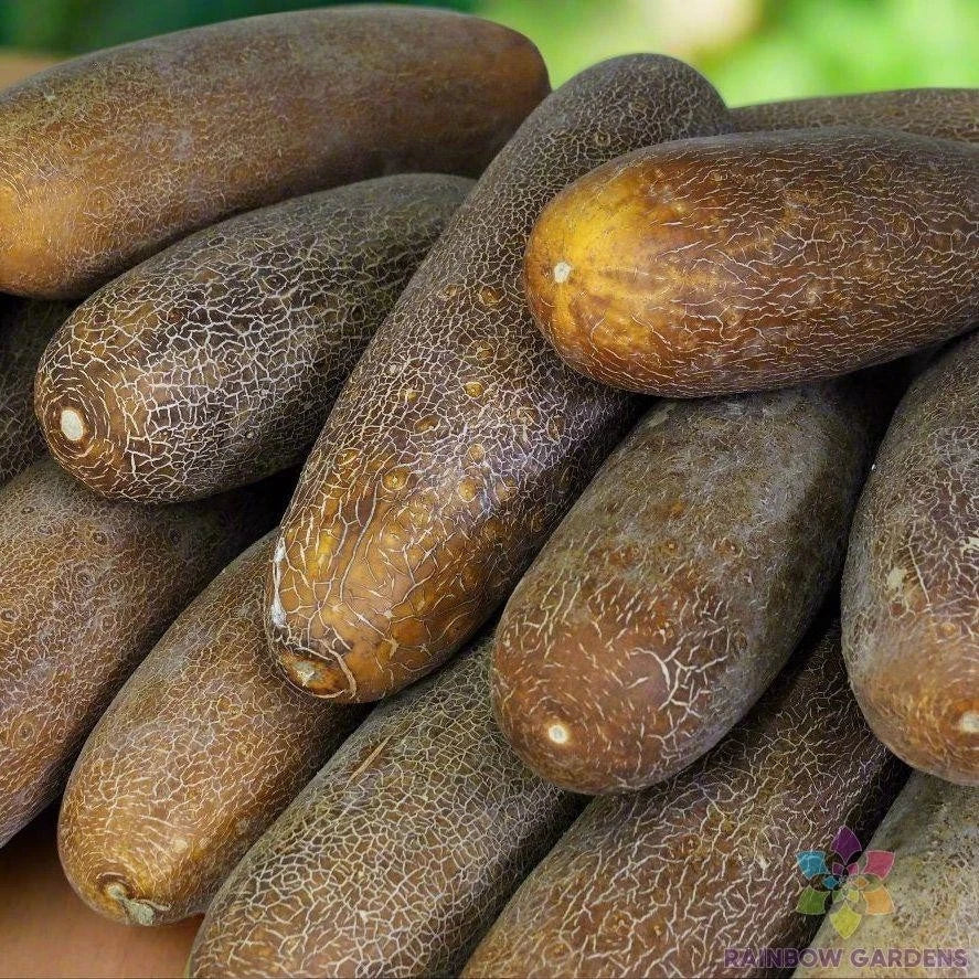 Brown Russian Cucumber Seeds – 25+ Organic Non-GMO Cucumis sativus for Home Garden, Container Planting, Salad & Pickling