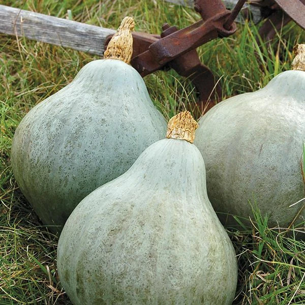 Blue Hubbard Squash Seeds - Heirloom Non-GMO Vegetable Seeds for Cucurbita maxima, Vining, Full Sun, 20 Seeds