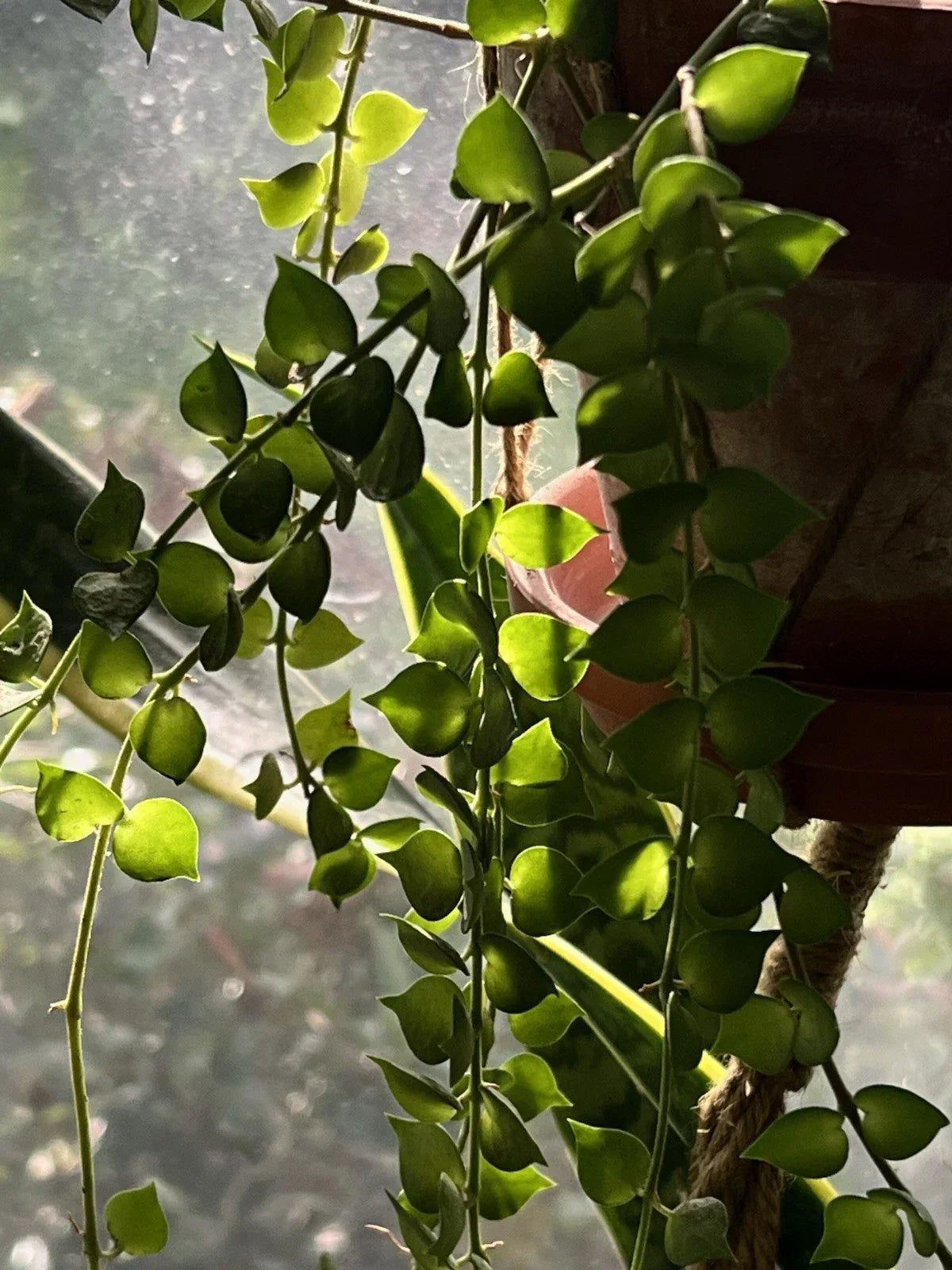 Dischidia Ruscifolia Million Hearts Plant 4-Inch Unrooted Cutting Indoor Houseplant Tropical Vine