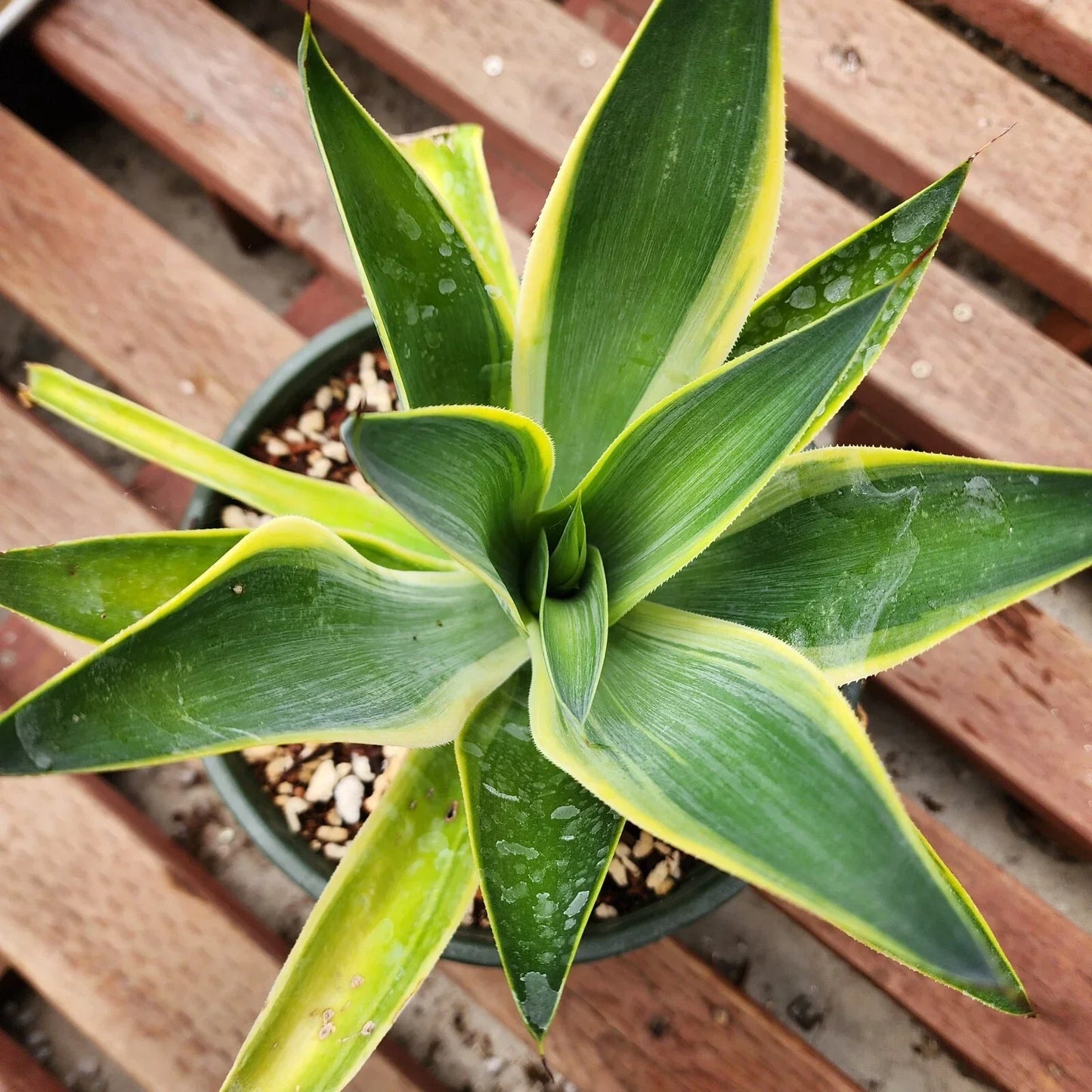 Variegated Agave Blue Flame Starter Plant – Agave americana var. marginata – Indoor & Garden Succulent, Fast US Shipping
