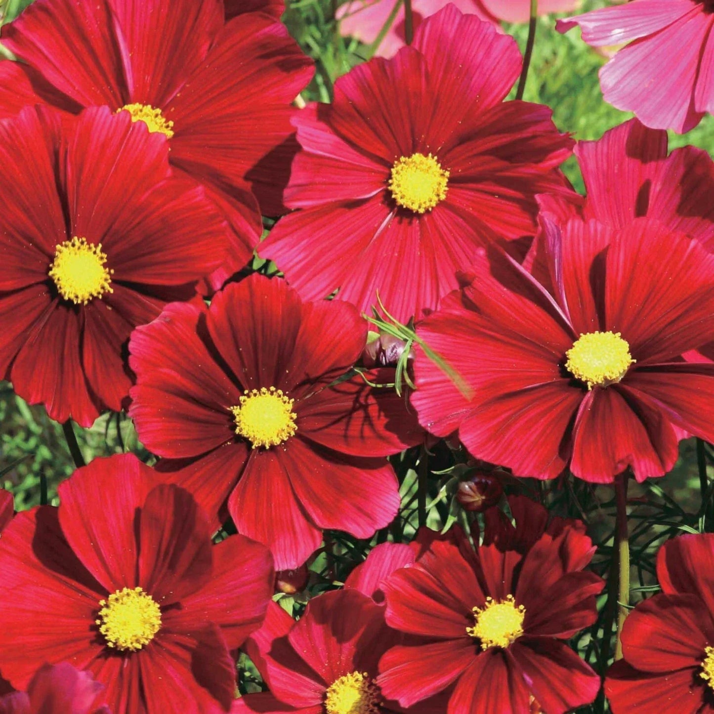 Dazzler Cosmos Seeds Pack of 200+ | Colorful Annuals for Garden, Borders, Containers | Cosmos bipinnatus
