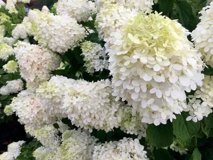 Pee Gee Hydrangea Cuttings - 6 Weeping White Blooms - Hydrangea paniculata 'Grandiflora' - Easy Planting for Garden