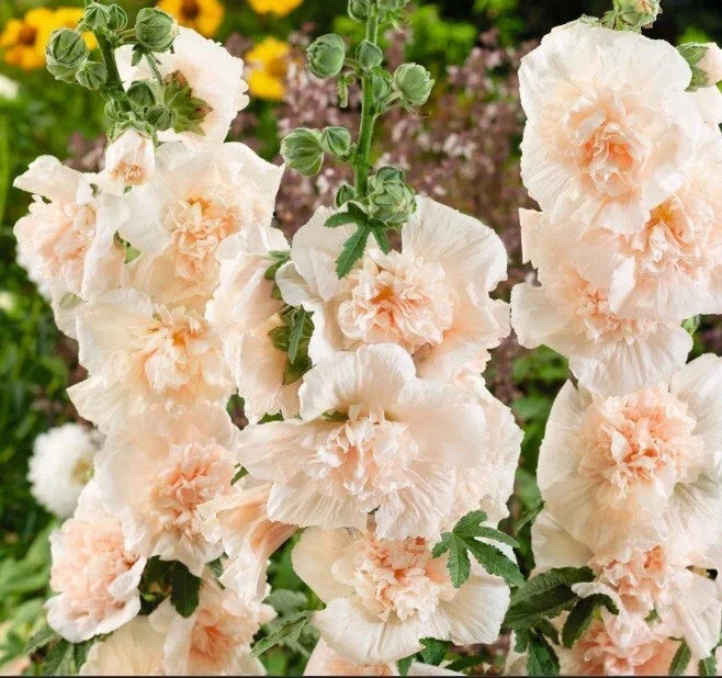 Double Champagne Hollyhock Seeds - 25 Perennial Flower Seeds - Alcea rosea - Elegant Champagne Blooms for Borders & Gardens