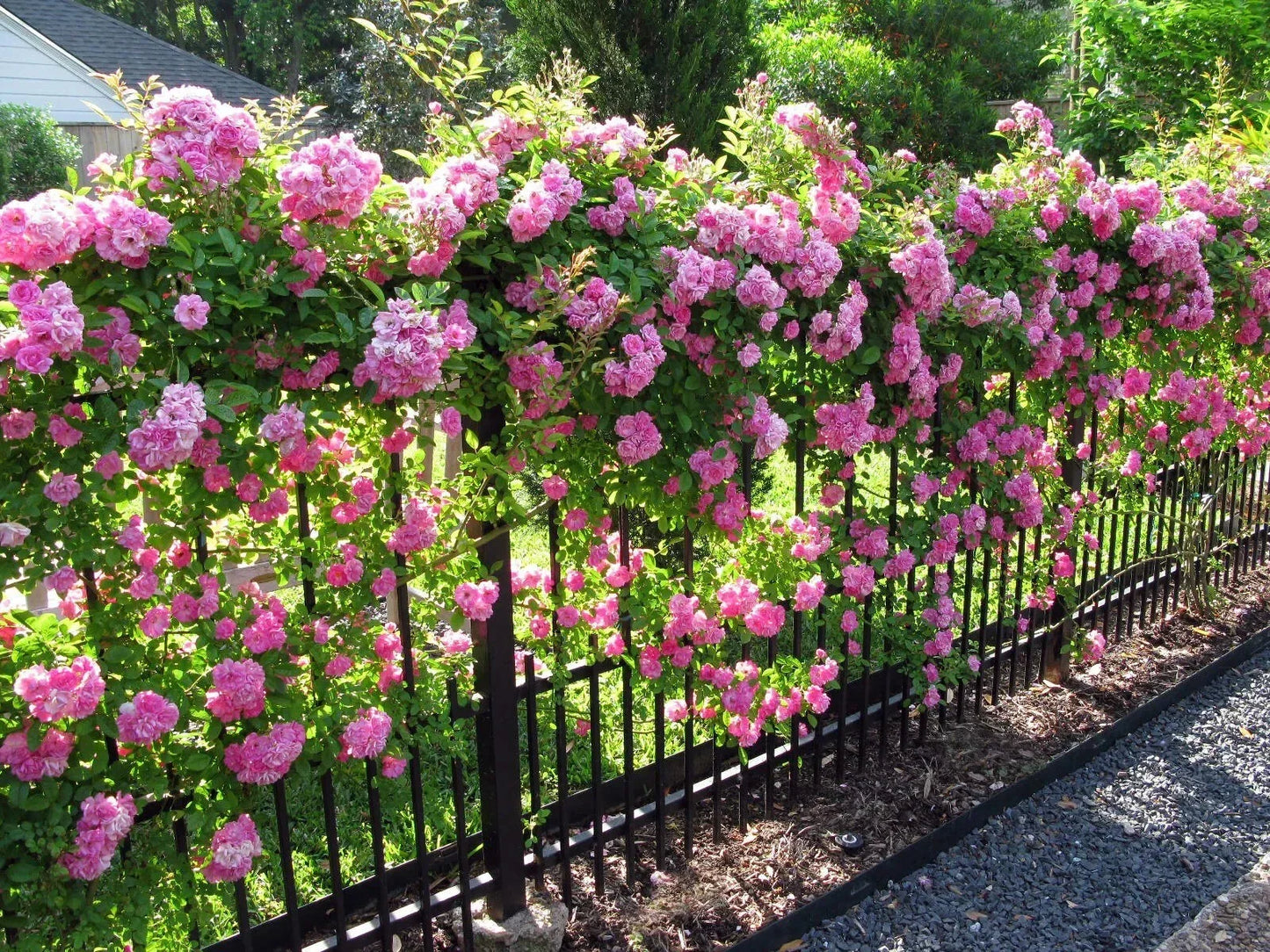 Peggy Martin Rose Cuttings - Thornless Pink Climbing Rose - Rosa 'Peggy Martin' - 5 Healthy Rooting Cuttings