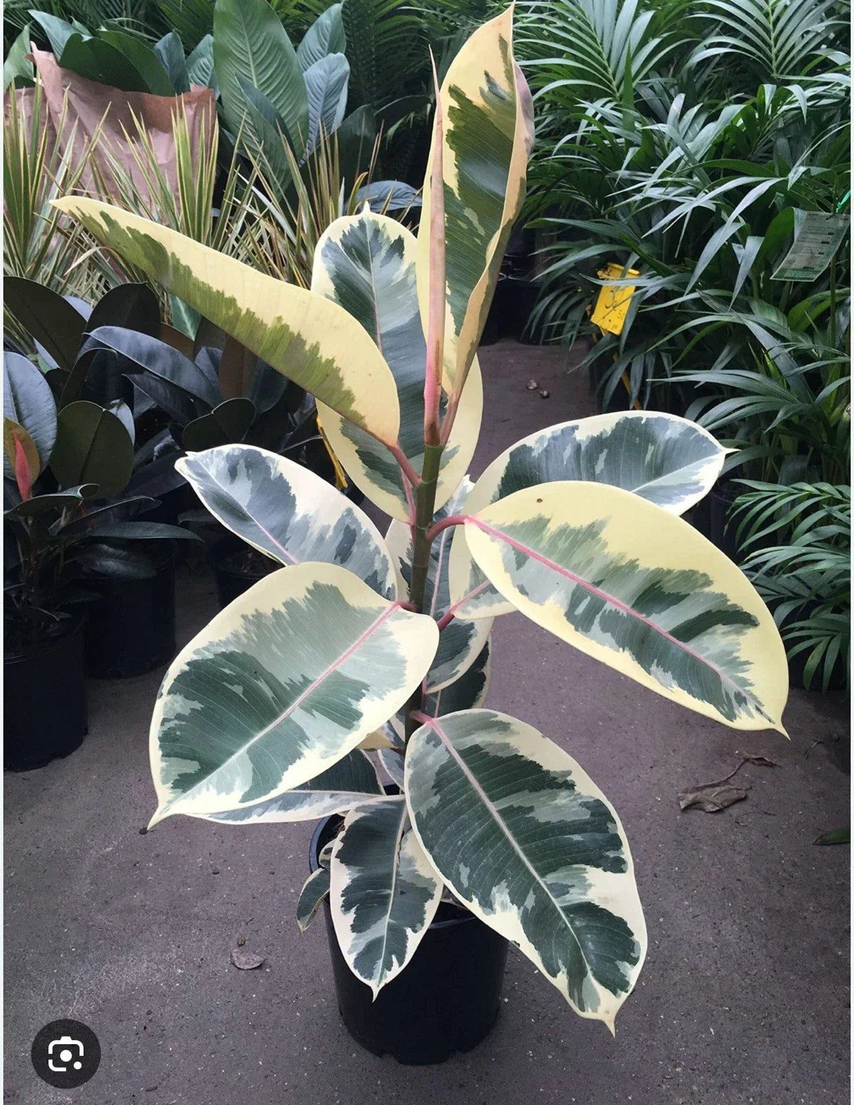 Tineke Rubber Tree Plant - Small Rooted Ficus elastica with Variegated Green and White Leaves for Indoor Decor