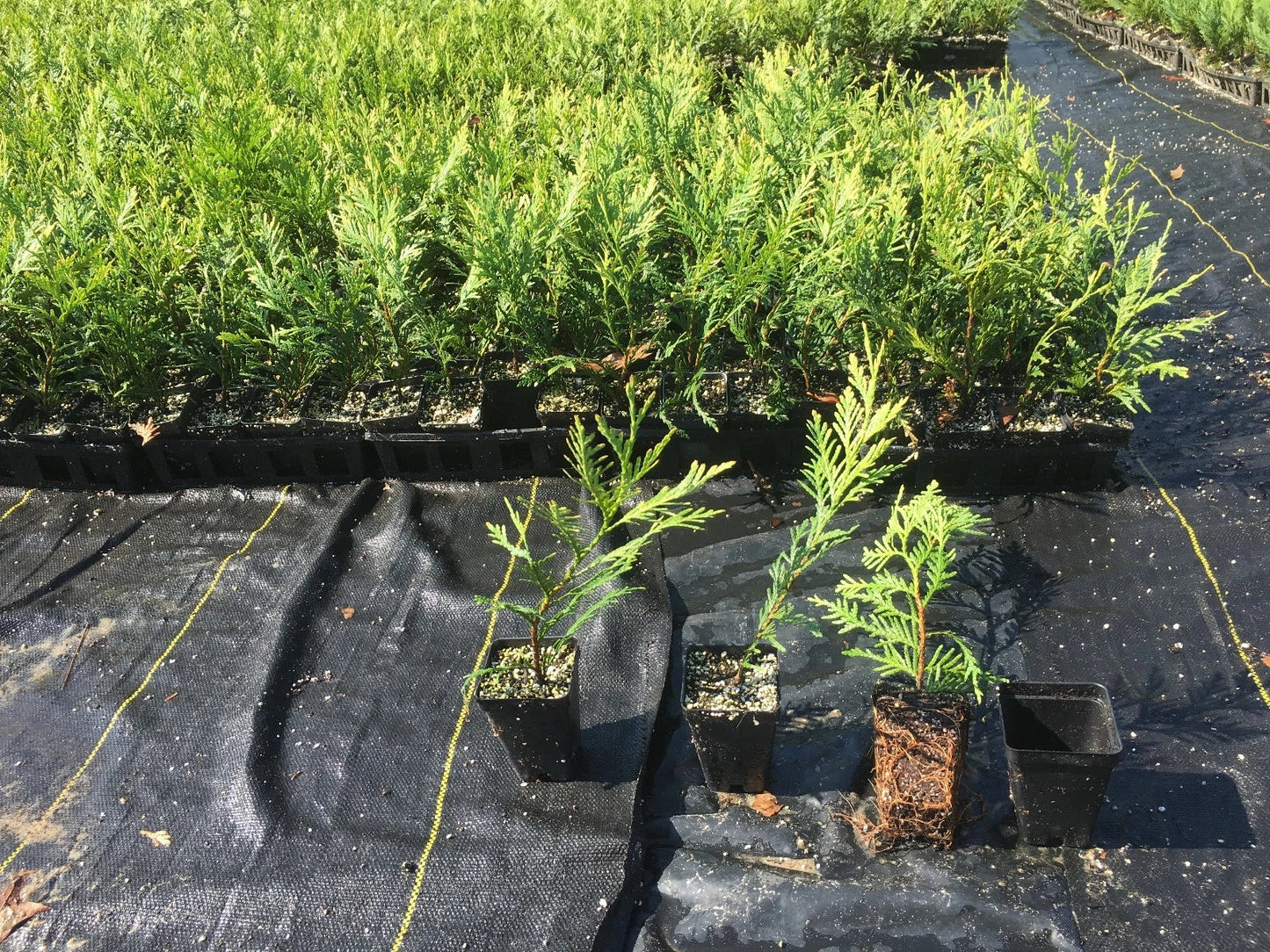 Green Giant Thuja Trees 10-14" in Pots, Evergreen Hedge Plants, Privacy Screen, Thuja standishii x plicata, Landscape Trees