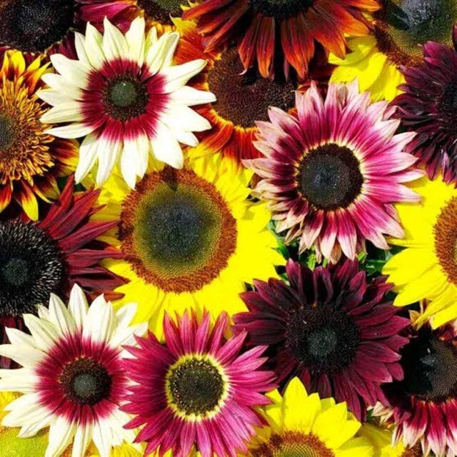 Sunflower Seeds Pack of 25 Rainbow Mix Helianthus annuus Perennial Flowers for Garden, Borders, Containers