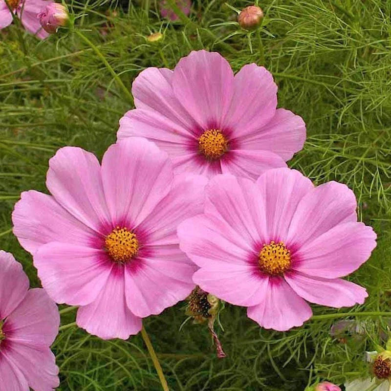 Dwarf Early Rose Cosmos Seeds - 200+ Pack, Cosmos bipinnatus, Pink Flowers, Easy to Grow, Annual, Garden, Flower Bed, Container Planting