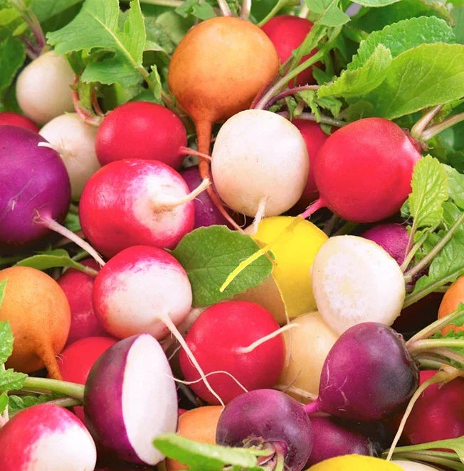 Rainbow Radish Seeds Mix | Colorful Raphanus sativus Vegetable Seeds for Garden, Container & Raised Bed Planting