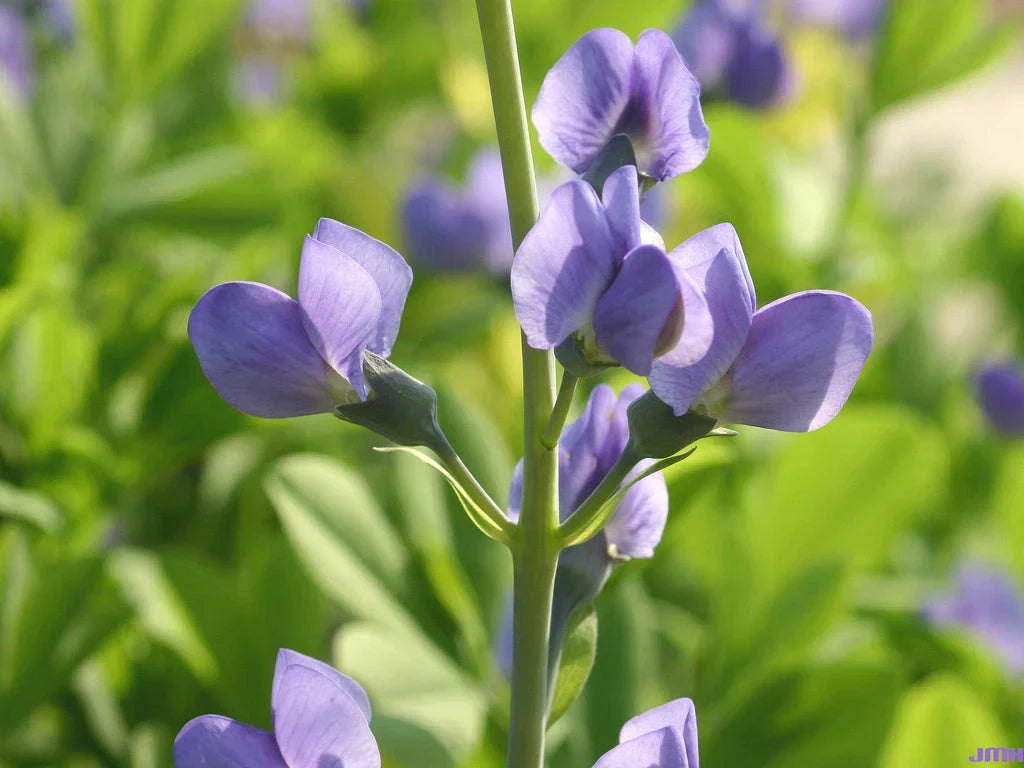 Perennial Wildflower Seeds - Indigo Blue Flowering Plant - Attractive Pollinator Garden - GroCo USA - 31 Seeds