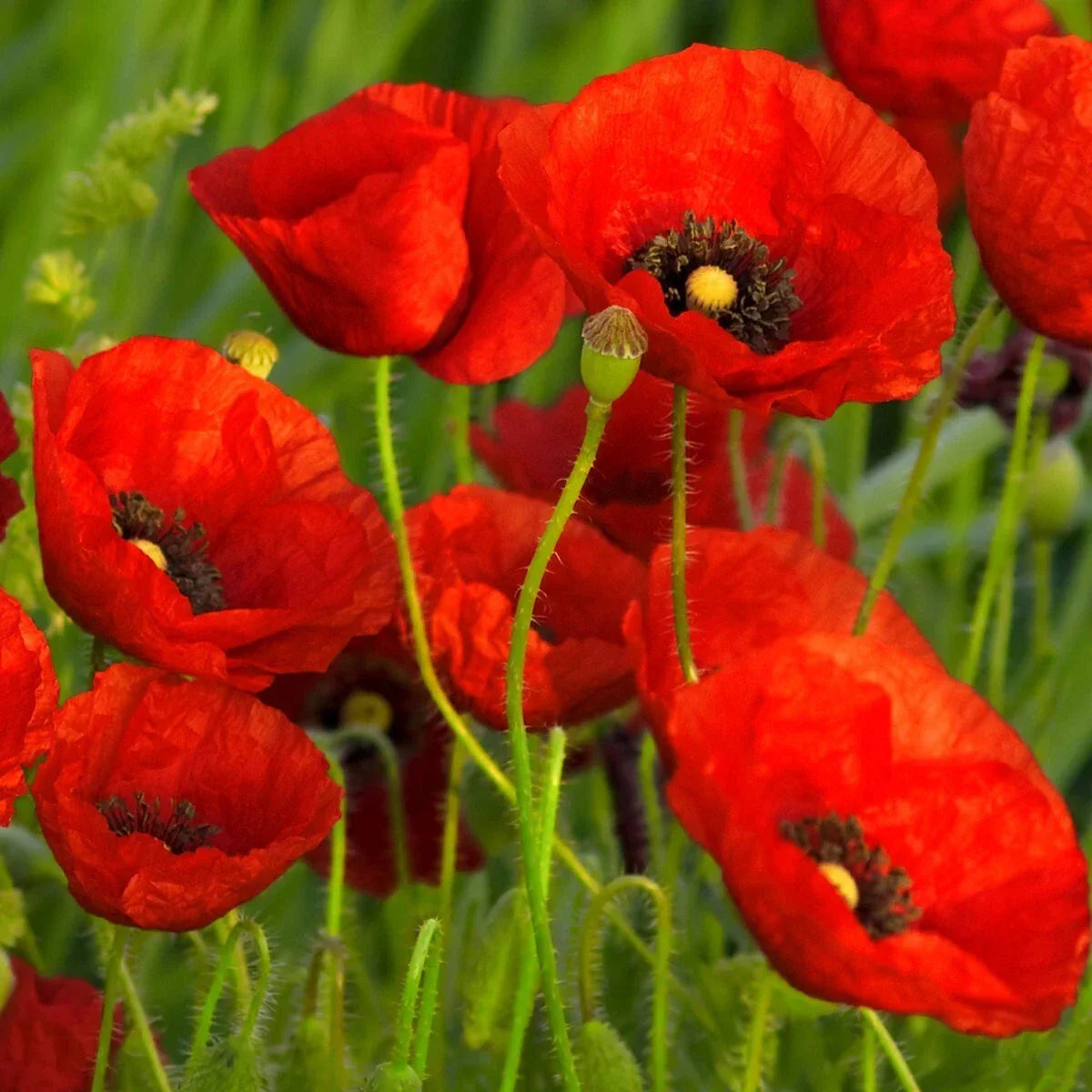 Red Poppy Wildflower Seeds 1/4 Lb - Papaver rhoeas - Mylar Seed Packet for Gardens & Landscaping