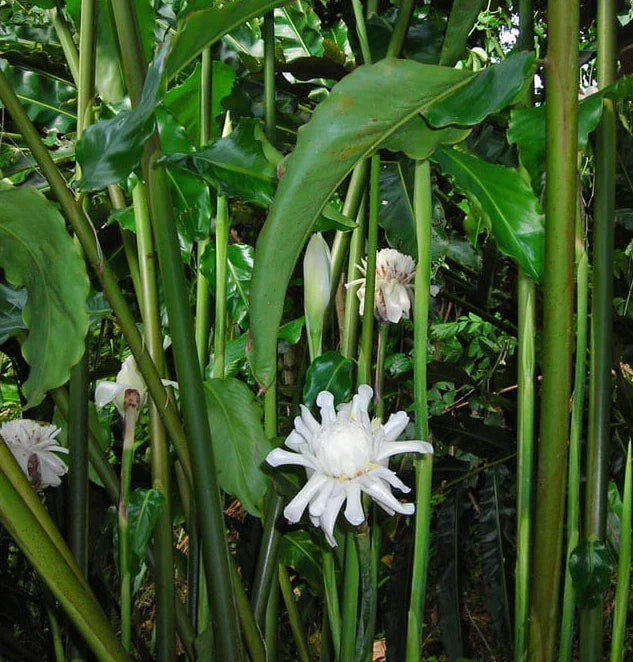 White Torch Ginger Plants 2 Pack with Rhizomes - Etlingera Elatior - Tropical Ginger Lily for Garden or Pot