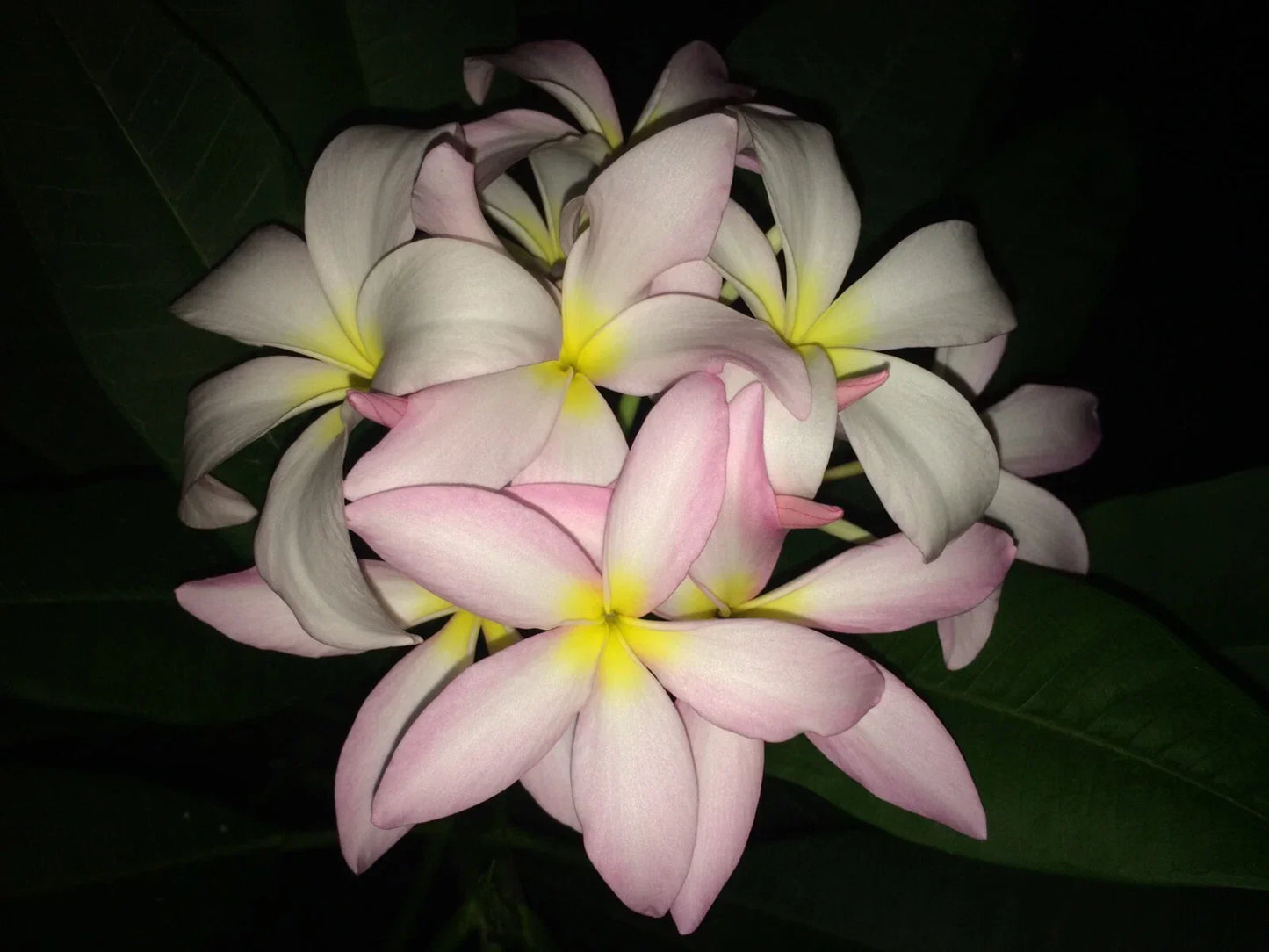 Slaughter Pink Plumeria Cutting - 9-12 Inches, Frangipani Propagation, Tropical Garden Plant, Plumeria rubra