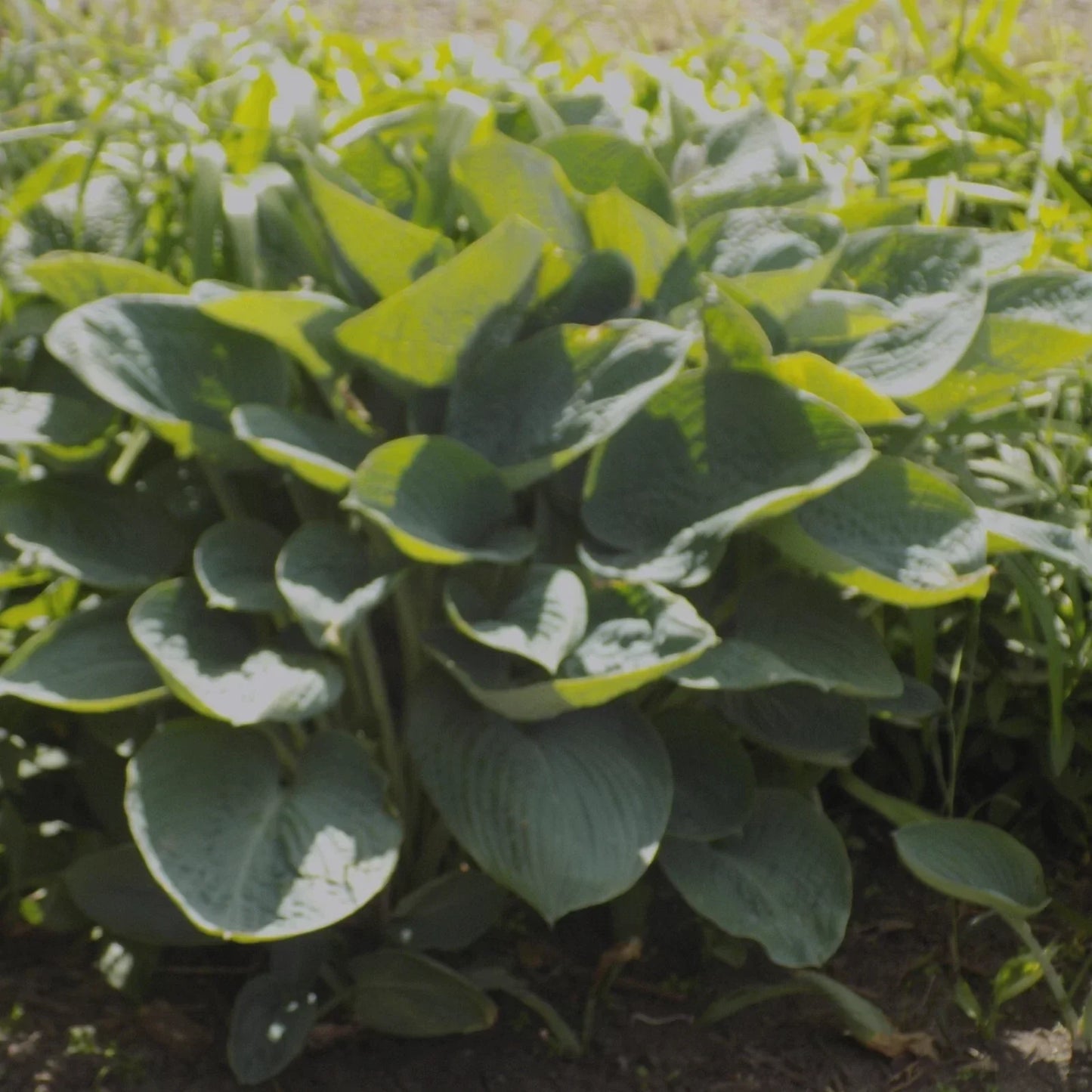 Giant Hosta Plant - Powder Blue Foliage - Fast-Growing Shade Garden Perennial - Hosta 'Powder Blue'