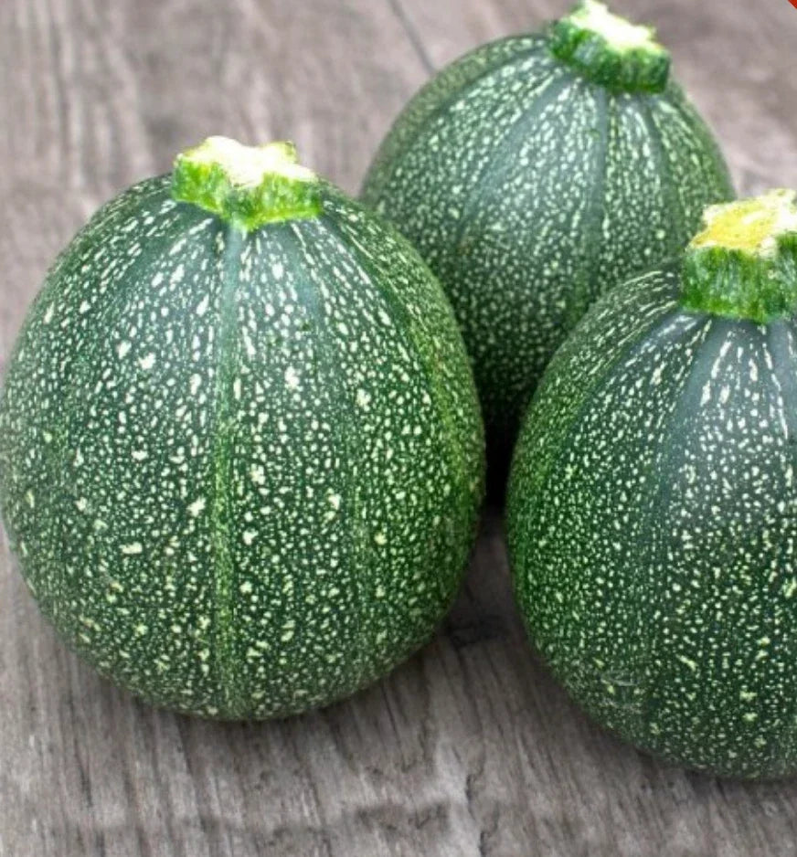 Round Zucchini Seeds - 100 Count, Cucurbita pepo, Summer Vegetable Seeds for Home Gardening