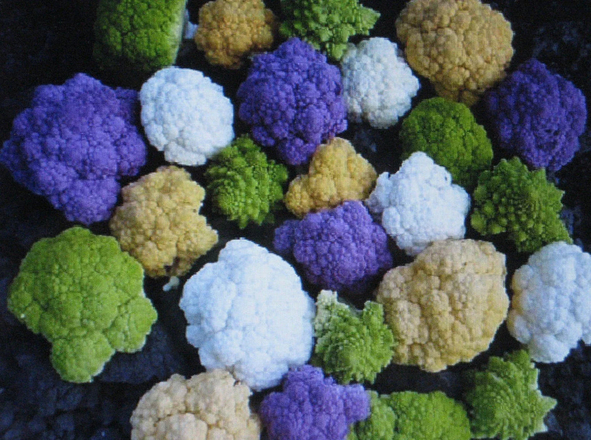 Bulk Cauliflower Seeds - 1000 Count - Rainbow Blend Mixed Colors - Brassica oleracea - Vibrant Vegetable Garden Seeds
