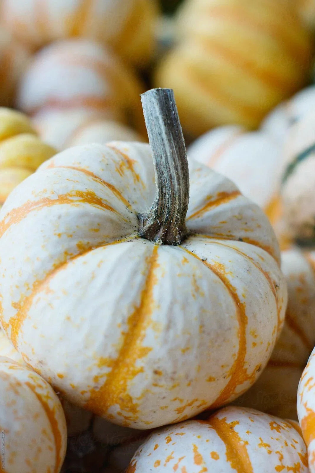 Dwarf Tiger Striped Gourd Seeds - 10 Rare Vegetable Seeds - Cucurbita pepo - Unique Green & Yellow Striped Gourds for Garden