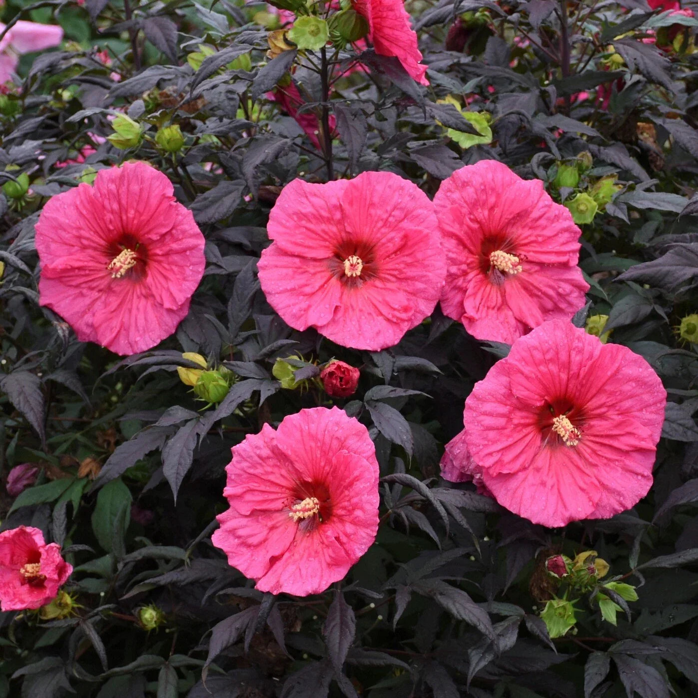 Bush Hibiscus Plant 2.5" Pot Evening Rose Pink Flower Hardy Hibiscus rosa-sinensis for Garden, Patio, or Container