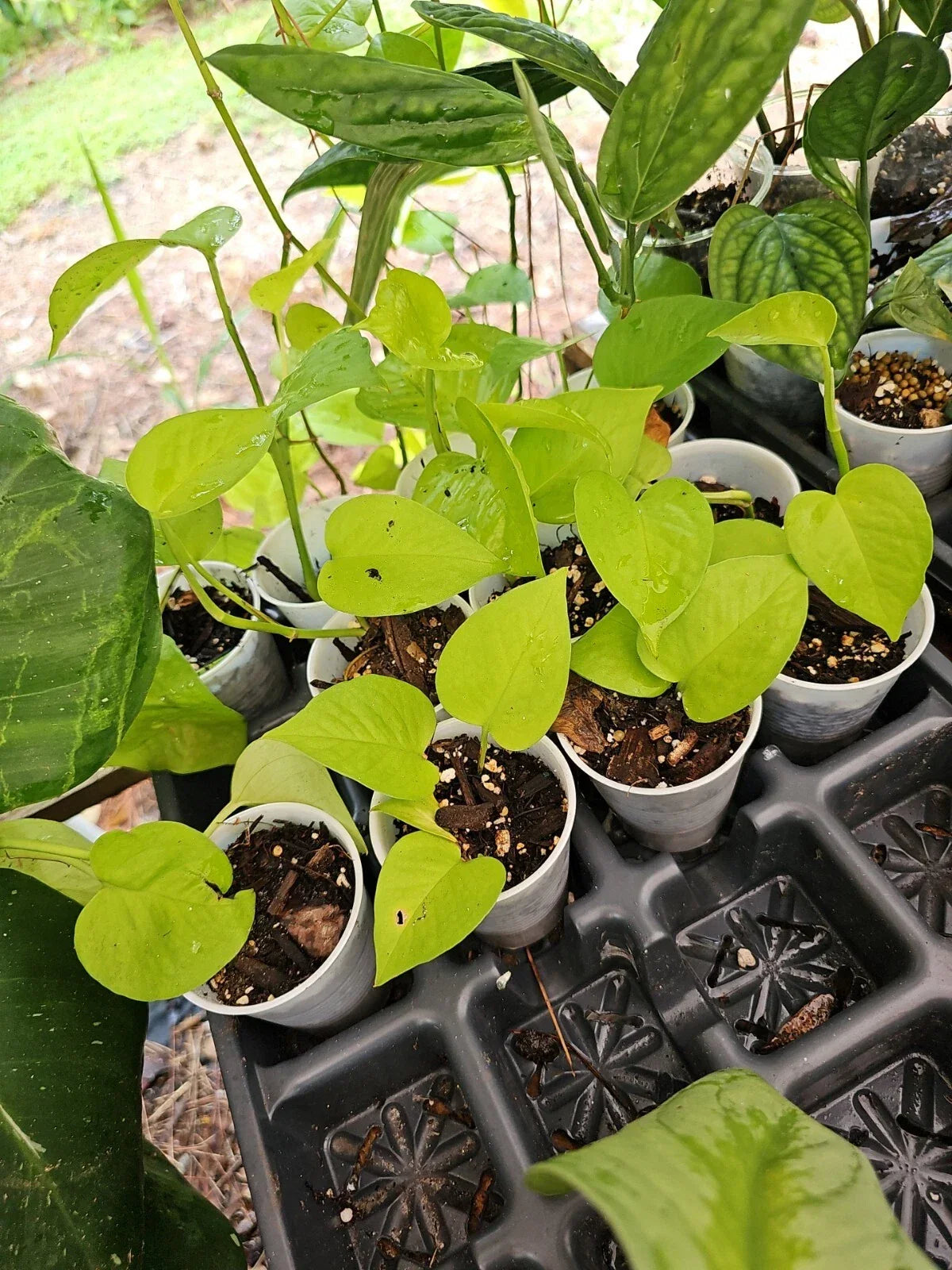 Rooted Neon Pothos Plant - 2.5" Pot - Epipremnum aureum 'Neon' - Indoor Houseplant, Trailing Greenery, Easy Care