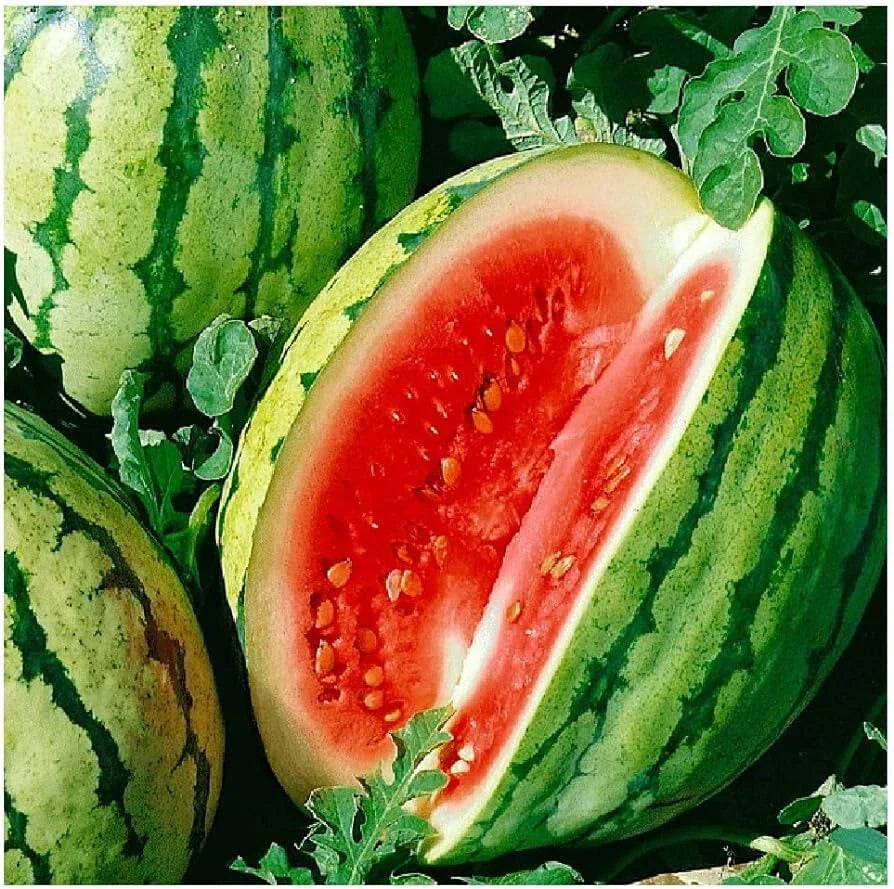 Dixie Queen Watermelon Seeds - 50+ Pack, Citrullus lanatus, Sweet Juicy Fruit, Non-GMO, for Home Garden Planting, USA