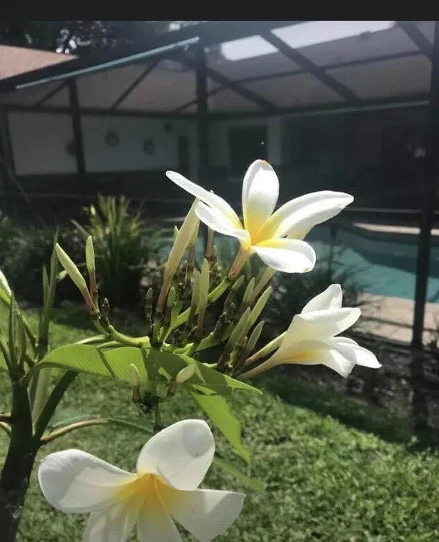 Plumeria Cutting - White Yellow Frangipani - Tropical Garden Plant - Florida Grown - Fragrant Blooming Flower