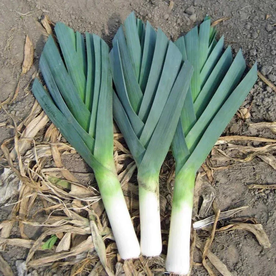 American Flag Leek Seeds - 40,000 Non-GMO Heirloom Allium ampeloprasum Bulk Seeds for Cold Hardy, Organic Gardening