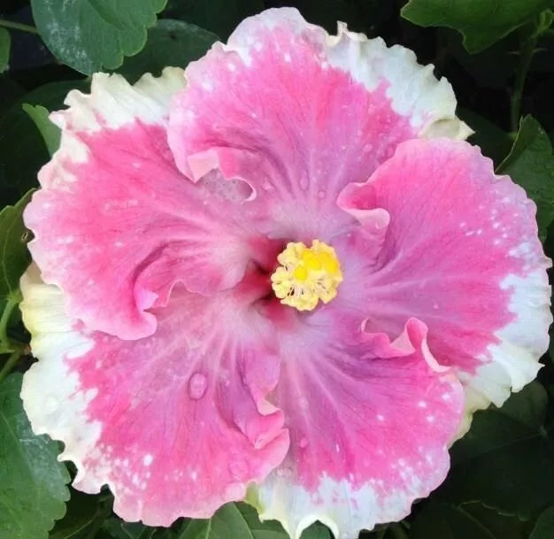Perennial Flower Seeds - 20 White Light Pink Seeds - Ideal for Gardens - Flower Seed Variety 489 - Attracts Pollinators