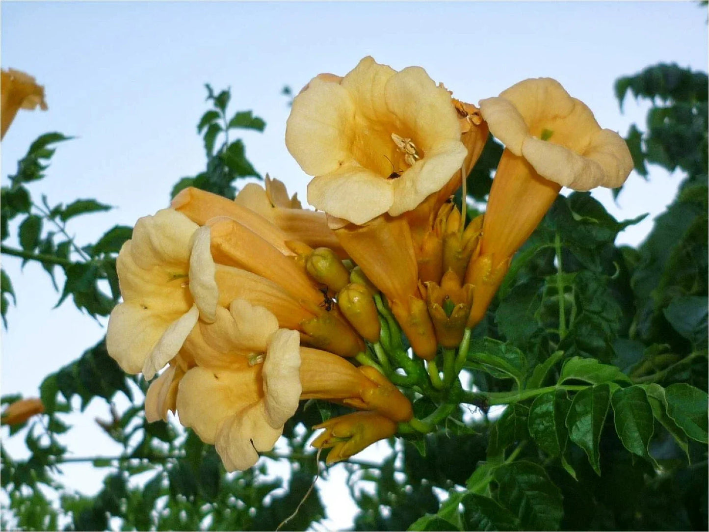 Yellow Trumpet Creeper Seeds - Campsis radicans var. flava, Vibrant Yellow Flowers, Climbing Vine, 80+ Seeds, Easy to Grow