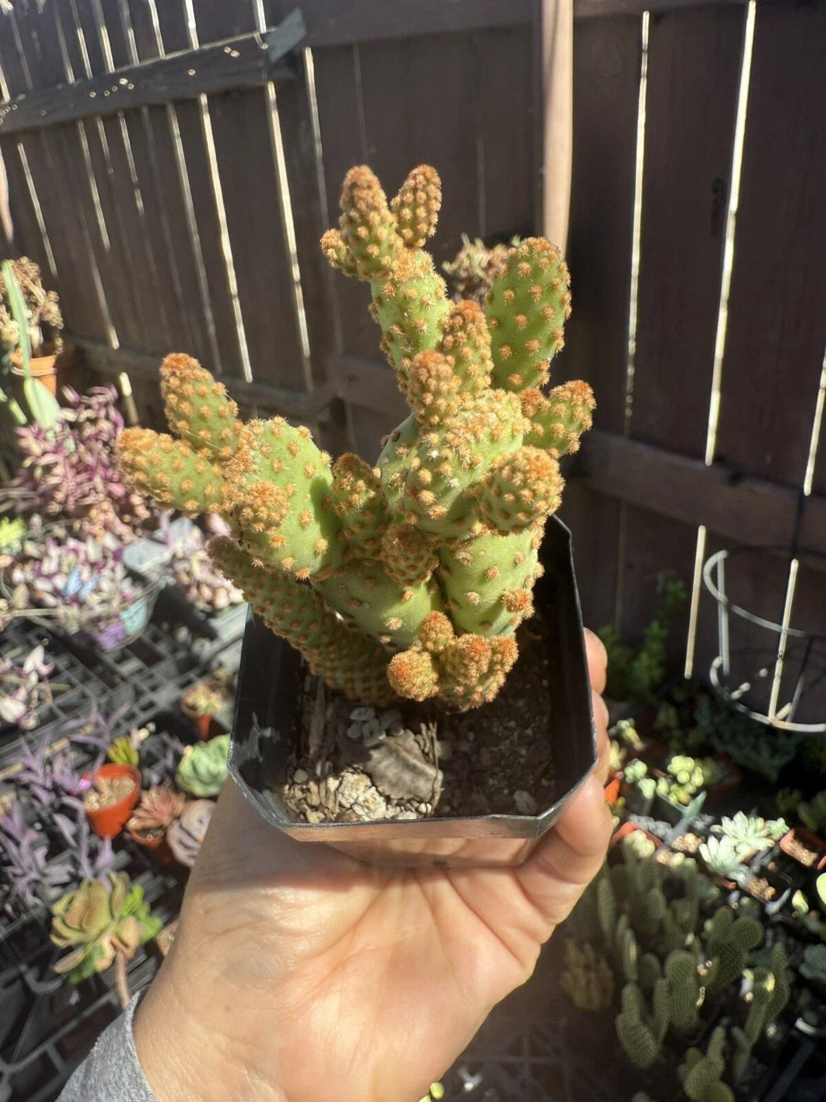 Mini Cinnamon Cactus Plant - Opuntia rufida minima - Small Succulent for Home Decor, Desert Charm, Low Maintenance, Unique Indoor Plant