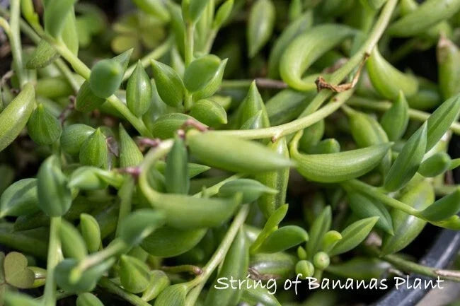 String of Bananas Cuttings 4-6" Succulent Plant Senecio radicans, Hanging Trailing Propagation Set