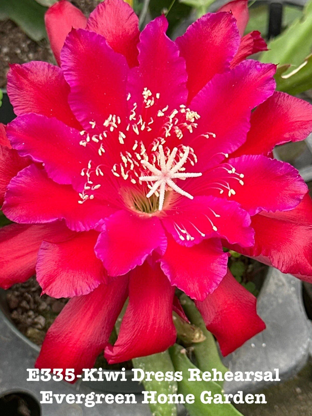Rooted Epiphyllum Orchid Cactus Plant 4" Starter Pot "Kiwi Dress Rehearsal" - Indoor Exotic Houseplant with Vibrant Blooms