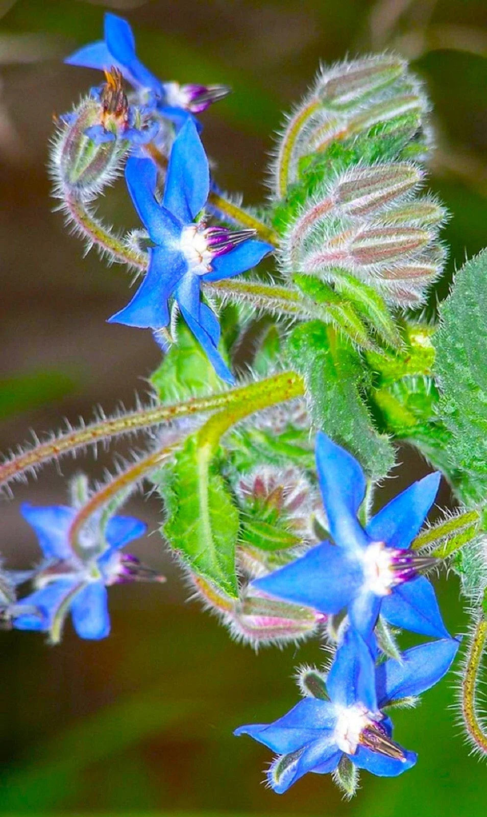 Borage Flower Seeds - 35 Seeds - Edible Blue Flowers - Borago officinalis - Annual Garden Seeds for Pollinators