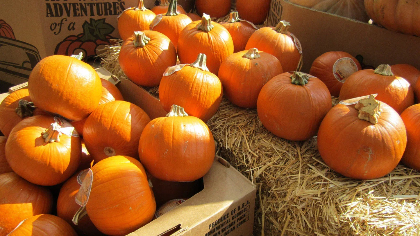 Sugar Pie Pumpkin Seeds - Pack of 7 - Small Round Cucurbita pepo for Pies and Fall Decor