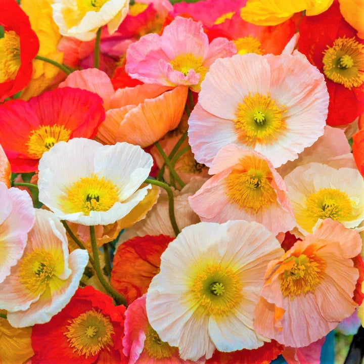 Iceland Poppy Seeds Champagne Variety | Papaver Nudicaule Flower Seeds for Borders & Gardens | 2025 Pack